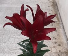 Lily 'Night Rider'