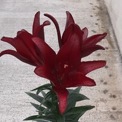 Lily 'Night Rider'