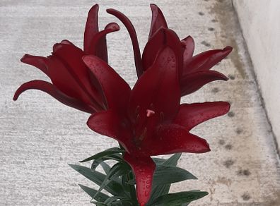 Lily 'Night Rider'