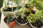 Plant