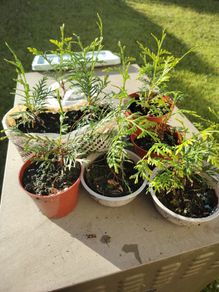 Plant