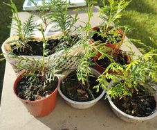 Plant