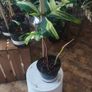 Philodendron Florida Beauty variegated  rooted cutting Image 3