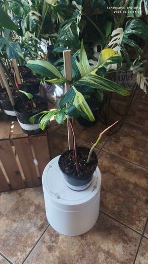 Philodendron Florida Beauty variegated  rooted cutting