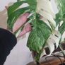 Large Mature Monstera Albo Variegata  High Variegation Plant Image 3