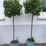 2 x Bay trees in ceramic pots Image 2