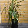 Dracaena Marginata / Dragon Tree Image 3