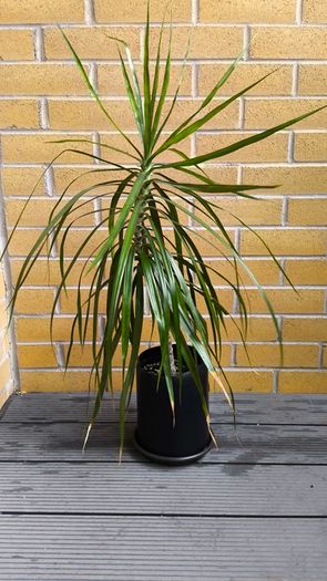 Dracaena Marginata / Dragon Tree
