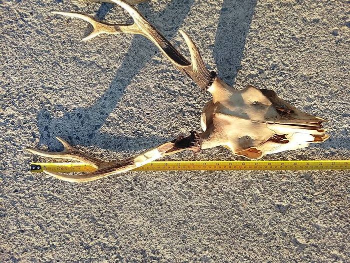 sika antlers