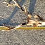 sika antlers Image 2