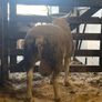 Mid March PBR Tex Ram Lamb Image 5