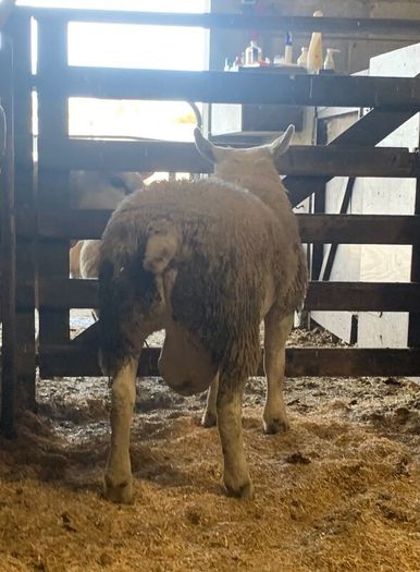 Mid March PBR Tex Ram Lamb