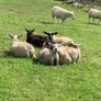 Fully organic store ewe lambs Image 2