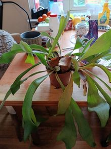 Free staghorn fern