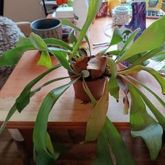 Free staghorn fern
