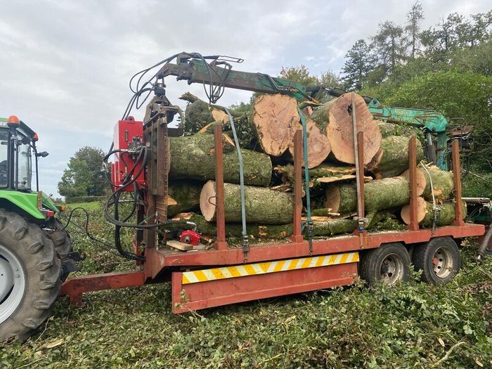 Tree felling