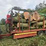 Tree felling Image 5
