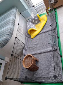 Guinea Pig housing & Equipment