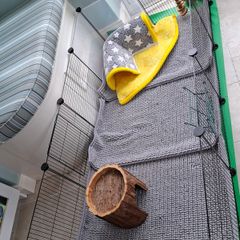 Guinea Pig housing & Equipment