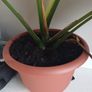 Large monstera Deliciosa house plant in sealed plastic pot Image 3