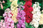 (S) Hoary Stock seeds 0.7g Stock Flower (414352)