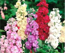 (S) Hoary Stock seeds 0.7g Stock Flower (414352)