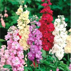 (S) Hoary Stock seeds 0.7g Stock Flower (414352)