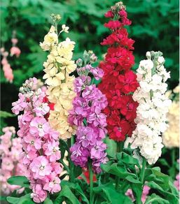 (S) Hoary Stock seeds 0.7g Stock Flower (414352)