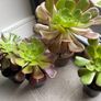 Aeonium Succulent Image 3