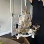 chandelier Image 2