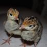 Turkeys (poultry) Image 2
