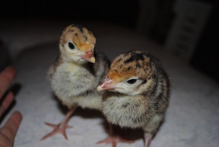 Turkeys (poultry) Delivery Dates