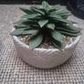 fake plants Image 2