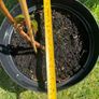 plant Image 5