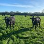 Beef cattle Image 4