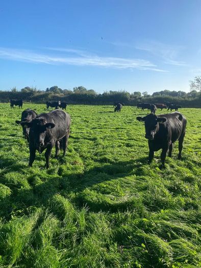 Beef cattle