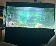 fish tank 240l