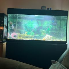 fish tank 240l