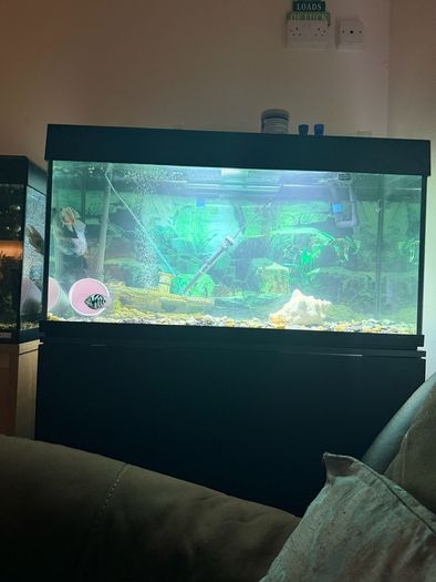 fish tank 240l