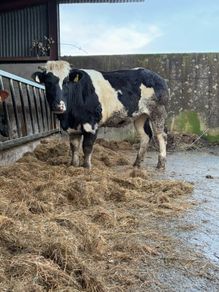 Incalf heifer