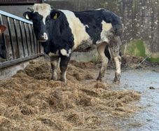 Incalf heifer