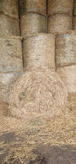 Hay