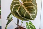 Anthurium Crystallinum plant