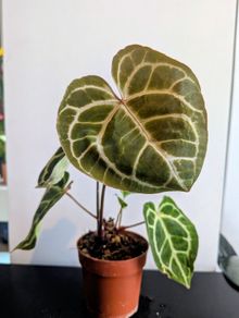 Anthurium Crystallinum plant