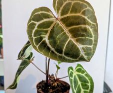 Anthurium Crystallinum plant