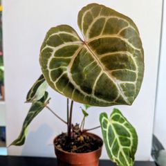Anthurium Crystallinum plant
