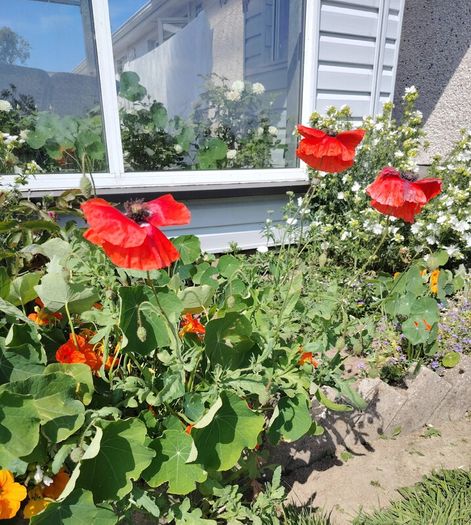 Red Poppy Seeds