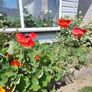 Red Poppy Seeds Image 4