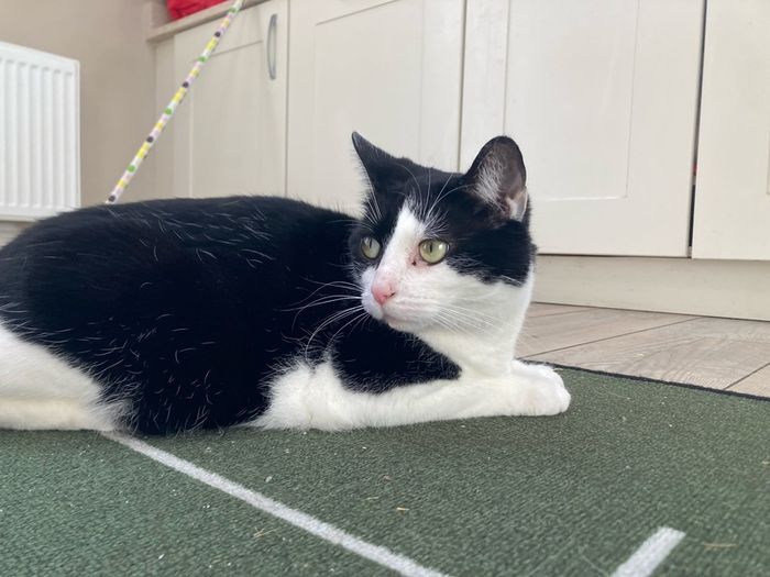 Female cat 5 yrs old