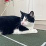 Female cat 5 yrs old Image 5